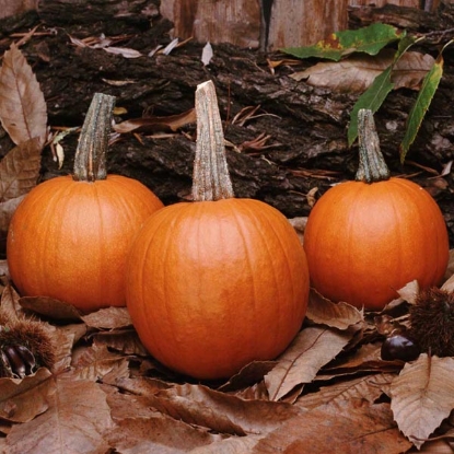 Picture of Pumpkin Gomez F1